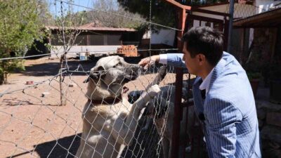 MUĞLA (İHA) - SAHİPSİZ HAYVANLAR YASA TASARISINA DEĞİNEN MARMARİS BELEDİYE