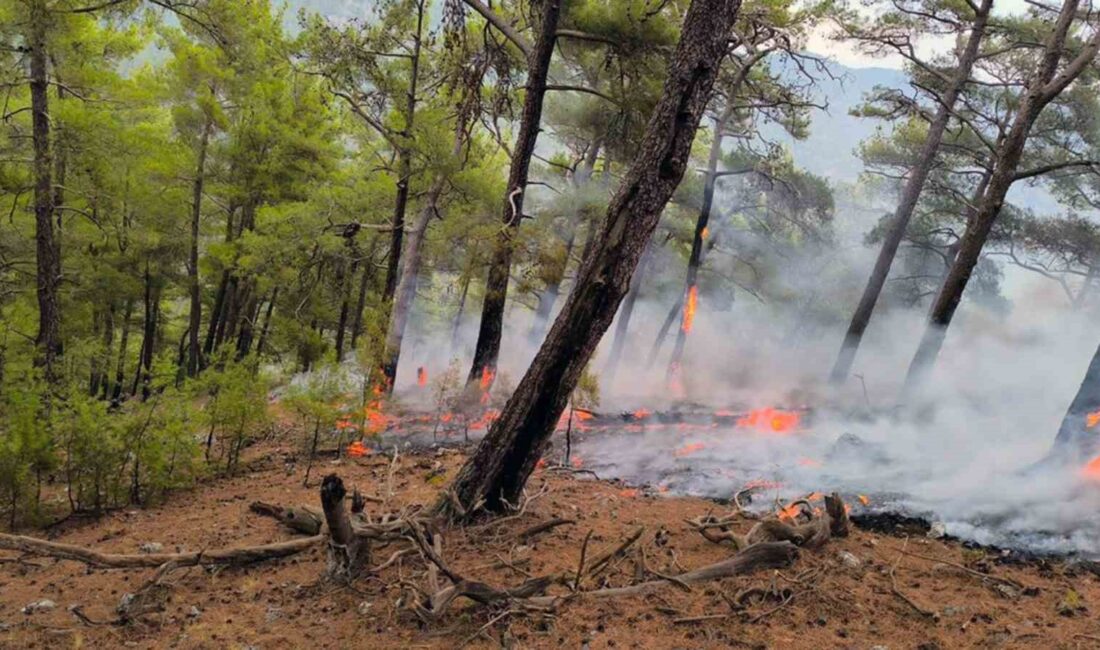 MUĞLA’DA SON BİR HAFTA