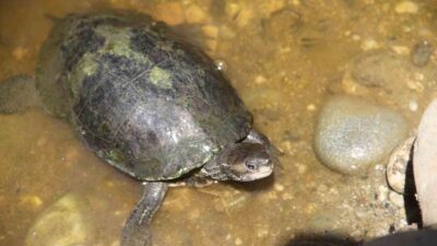 MUĞLA'NIN FETHİYE İLÇESİNDE GÖL VE DEREDE YAŞAYAN YÜZLERCE SU KAPLUMBAĞASI