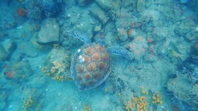 GÖKOVA KÖRFEZİNDE DENİZ KAPLUMBAĞALARI İLE DALIŞ KEYFİ