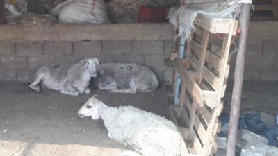 MUĞLA’NIN MİLAS İLÇESİ KIRCAĞIZ MAHALLESİNDE KÜÇÜKBAŞ HAYVAN YETİŞTİRİCİLİĞİ YAPAN ERTUĞRUL