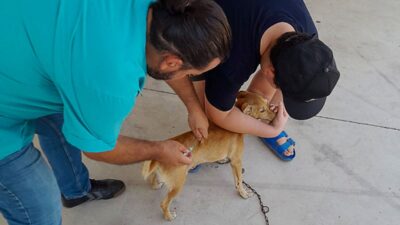 ORTACA İLÇESİ OKÇULAR MAHALLESİ’NDE KEDİ VE KÖPEKLER İÇİN SAĞLIK TARAMASI