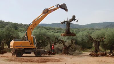 BALIKESİR ÜNİVERSİTESİ ÖĞRETİM ÜYESİ PROF. DR. GÜLENDAM TÜMEN, İKLİM DEĞİŞİKLİĞİNİN