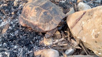 MUĞLA'NIN MENTEŞE İLÇESİNE BAĞLI YERKESİK MAHALLESİ'NDE BİR TARIM ARAZİSİNDE BAŞLAYAN