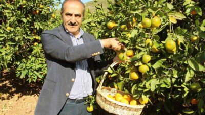 EGE BÖLGESİ’NİN 2024 YILI NARENCİYE REKOLTESİ 682 BİN 225 TON