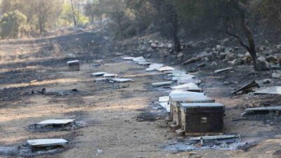 MUĞLA'NIN YATAĞAN İLÇESİ YAVA MAHALLESİ'NDE ORMAN YANGININA SEBEBİYET VEREN ARI