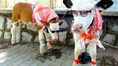 MUĞLA'NIN MENTEŞE İLÇESİNDE GELENEKSEL HALE GELEN BUZAĞI GÜZELLİK YARIŞMASININ BU