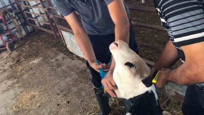 KÖYCEĞİZ’DE ŞAP AŞILAMASI TAMAMLANDI