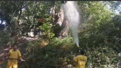 KÖYCEĞİZ YUVARLAKÇAY MEVKİİNDE UZUN ANTENLİ BÖCEĞİ İLE MÜCADELE YAPILDI