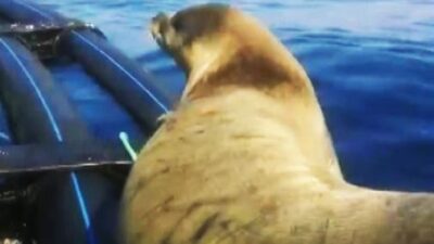 AKDENİZ FOKU’NUN GÜNEŞ KEYFİ