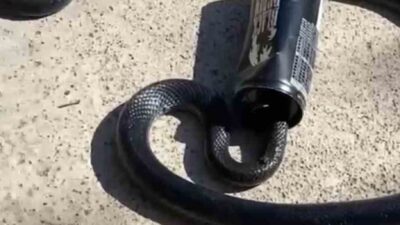 MUĞLA’NIN BODRUM İLÇESİNDE BAŞI TENEKE KUTUYA SIKIŞAN YILAN, İTFAİYE EKİPLERİNCE