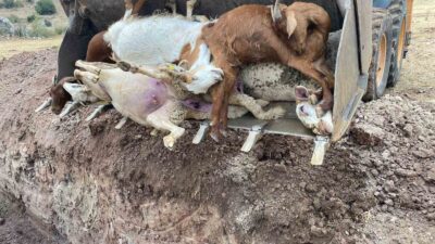 YILDIRIM DÜŞMESİ SONUCU 30 KÜÇÜKBAŞ HAYVAN TELEF OLDU