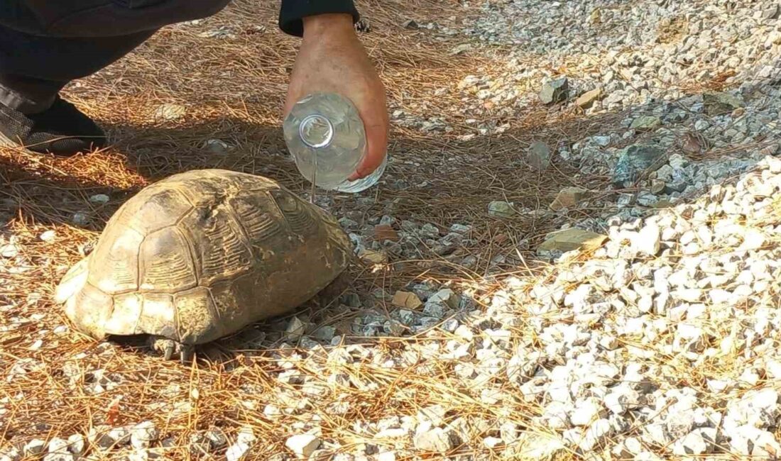 ALEVLERDEN KAÇAN KAPLUMBAĞA GÜVENLİ