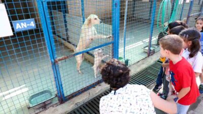 4 EKİM HAYVANLARI KORUMA GÜNÜ KAPSAMINDA, BODRUM BELEDİYESİ TORBA VE