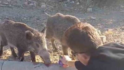 MUĞLA'NIN BODRUM İLÇESİNDE İKİ ARKADAŞ, AÇ KALAN YABAN DOMUZLARINI ELLERİYLE