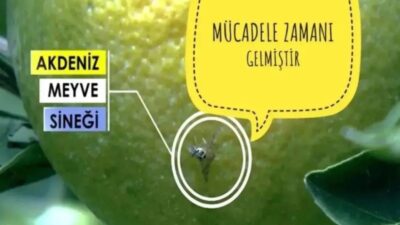 FETHİYE’DE AKDENİZ MEYVE SİNEĞİ İLE MÜCADELE
