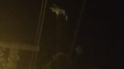 MİLAS’TA TELEFON DİREĞİNDE MAHSUR KALAN KEDİ KURTARILMAYI BEKLİYOR!