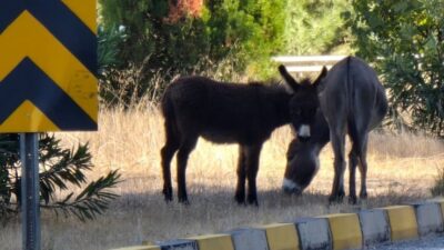 MUĞLA’NIN MARMARİS İLÇESİNDE YOL KENARINDA BAŞIBOŞ DOLAŞAN EŞEKLER TRAFİĞİ TEHLİKEYE