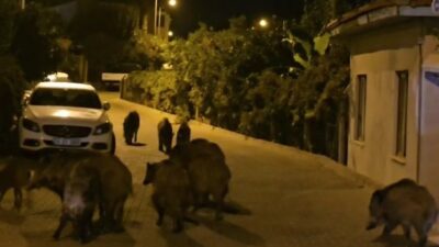 MUĞLA'NIN MARMARİS İLÇESİNDE KİMSEYE ALDIRIŞ ETMEDEN DOLANAN VE SÜRÜ HALİNDE