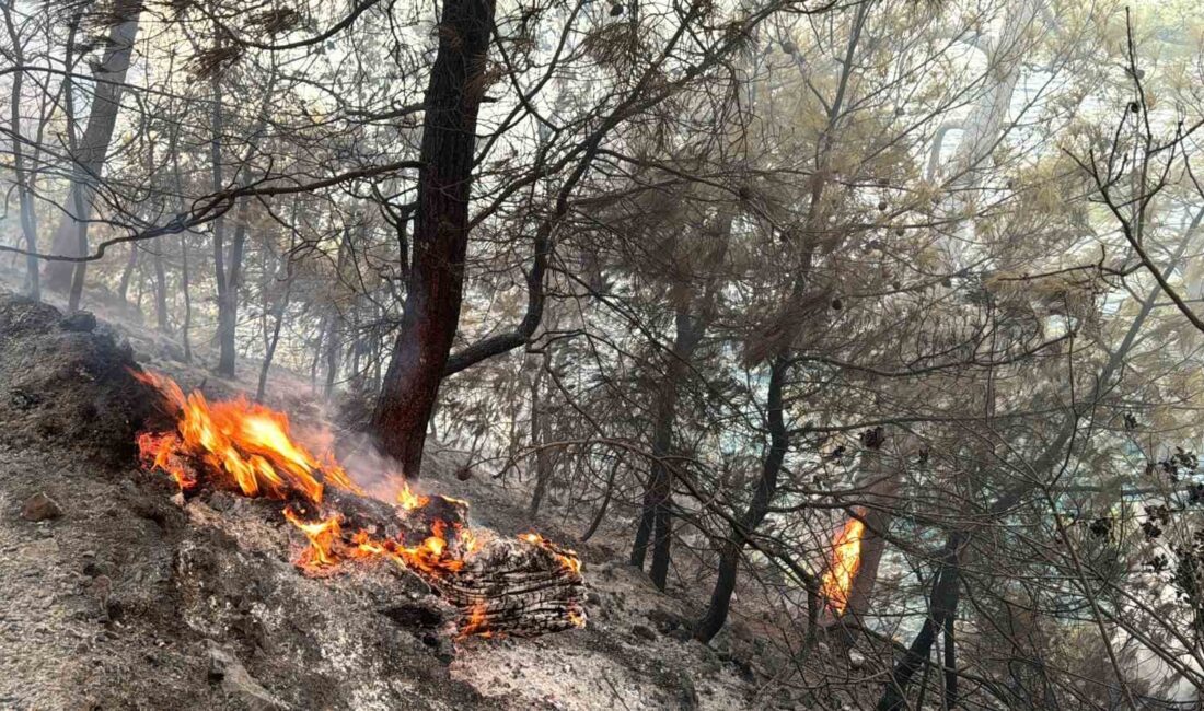 MUĞLA GÖKOVA KÖRFEZİ’NDE ORMAN