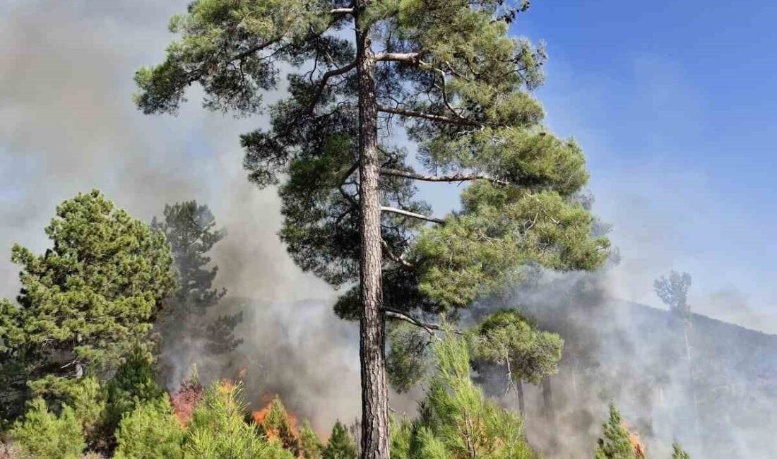 MUĞLA’NIN KÖYCEĞİZ İLÇESİNDE ORMAN