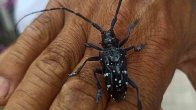 ORTACA’DAKİ AĞAÇLAR İÇİN ÖNLEM ALINIYOR