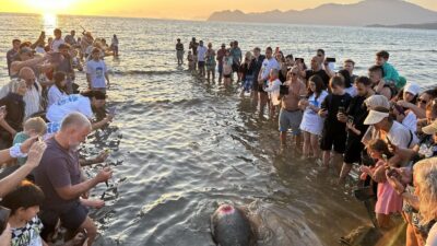 TEDAVİLERİ TAMAMLANAN CARETTALAR DENİZE KAVUŞTU