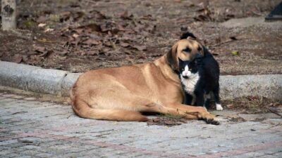TÜRKİYE’NİN EN ÖNEMLİ EĞİTİM KURUMLARI ARASINDA YER ALAN MUĞLA SITKI