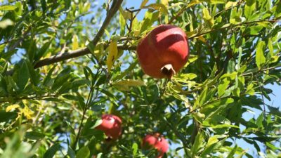 TÜRKİYE’DE EN FAZLA NAR ÜRETİMİNDE ANTALYA’DAN SONRA İKİNCİ SIRADA YER