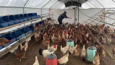 BODRUM’DA SAHİPSİZ KÖPEKLER DEHŞET SAÇTI: BİNDEN FAZLA TAVUK TELEF OLDU