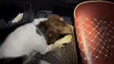 DENİZLİ’DE NARKOTİK TİMLERİ ZEHİR TACİRLERİNE YÖNELİK NARKOTİK MADDE ARAMA KÖPEĞİ