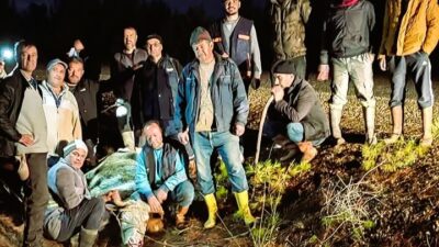 DENİZLİ’NİN ÇAL İLÇESİNDE AHIRDAN KAÇAN DÜVE, 4 GÜNLÜK ARAMA ÇALIŞMASININ