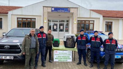 ULA'DA YASA DIŞI YABAN HAYVANI BULUNDURMA'YA CEZA