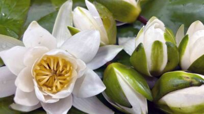 Muğla, doğal kaynakları açısından Türkiye’nin en zengin illerinden birisi olmasının