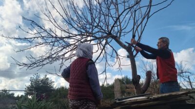 Menteşe İlçe Tarım ve Orman Müdürlüğü ekipleri, meyve ağaçlarında hastalık