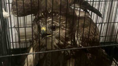 Muğla’nın Seydikemer ilçesinde Nurcan Yaraş, bitkin halde bulduğu yaralı şahini