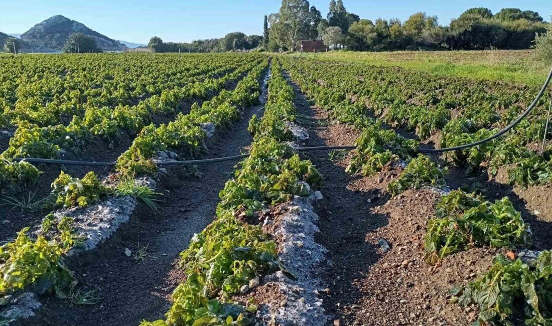 Muğla’nın Datça ilçesinde 50