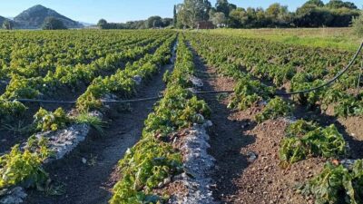 Muğla’nın Datça ilçesinde 50 dönüm alana ekili olan patatesler zira