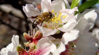 Kış aylarının sonu, bahar aylarının müjdecisi olarak bilinen ilk Cemre