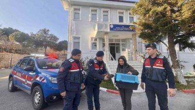 Muğla’nın Datça ilçesinde jandarma ekipleri doğada yaralı halde bulduğu şahini