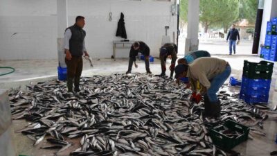 Balıkçılık, madencilik, narenciye ve yaş sebze meyve ihracatında Ege Bölgesinde