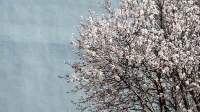 Muğla’nın Menteşe ilçesinde hava sıcaklıklarının mevsim normallerinin üzerinde seyretmesi nedeniyle