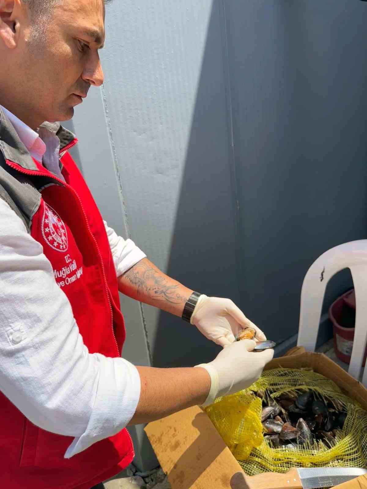 100 Kilogram sağlıksız midyeye el konuldu Muğla Büyükşehir Belediyesi Şehirler