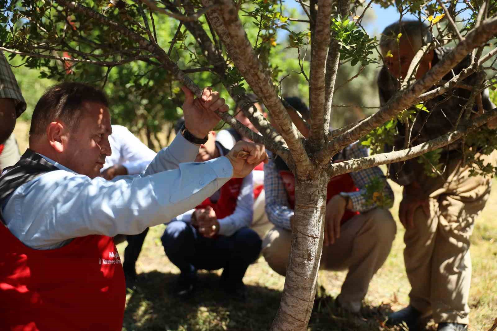 Muğla’da sakız hasadı gerçekleştirildi Muğla’da, 2015 yılında Bitkisel