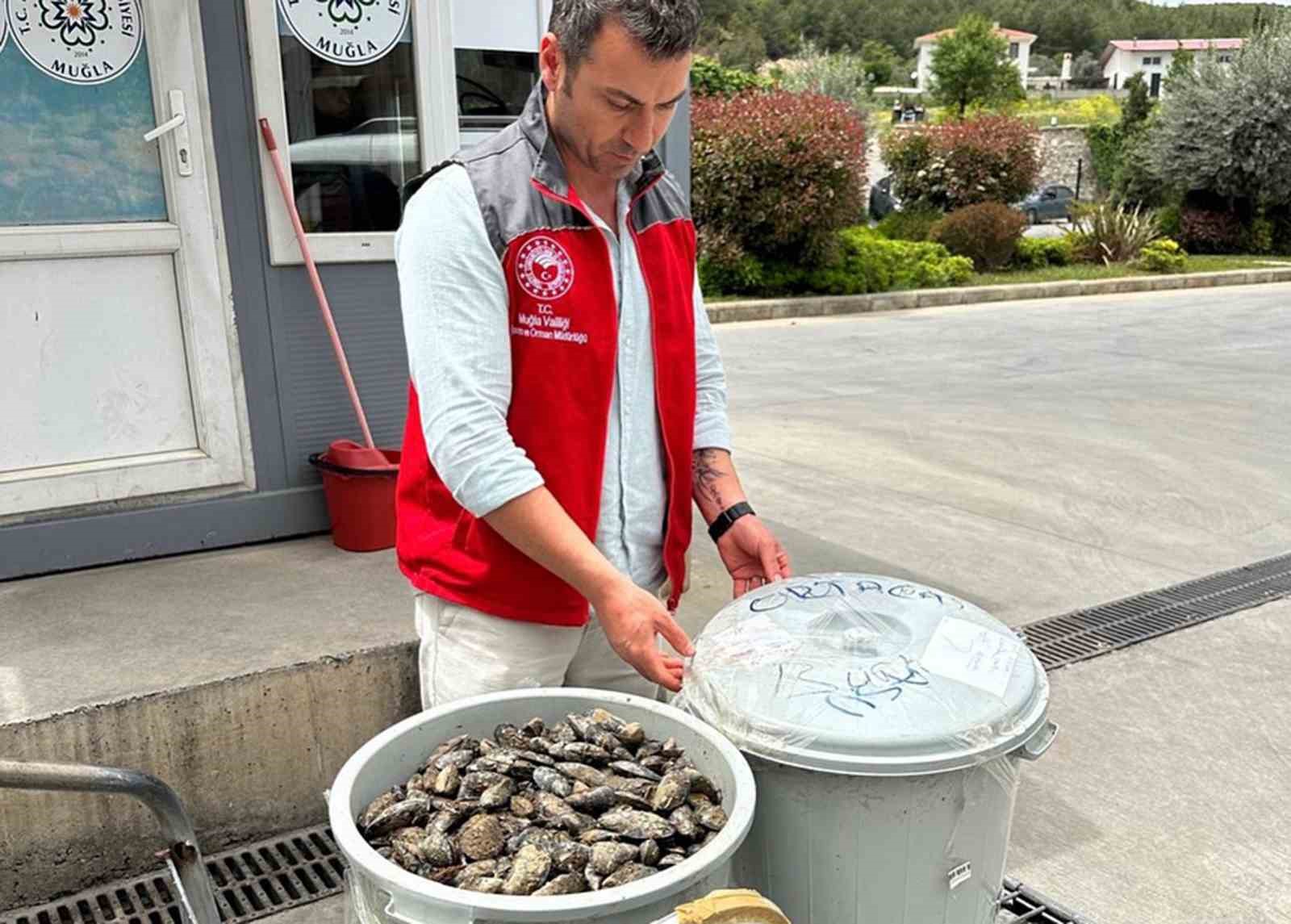Otobüsün bagajında çöp kovasında taşınan 100 kilo midyeye el konuldu Muğla’nın Menteşe ilçesinde şehirlerarası