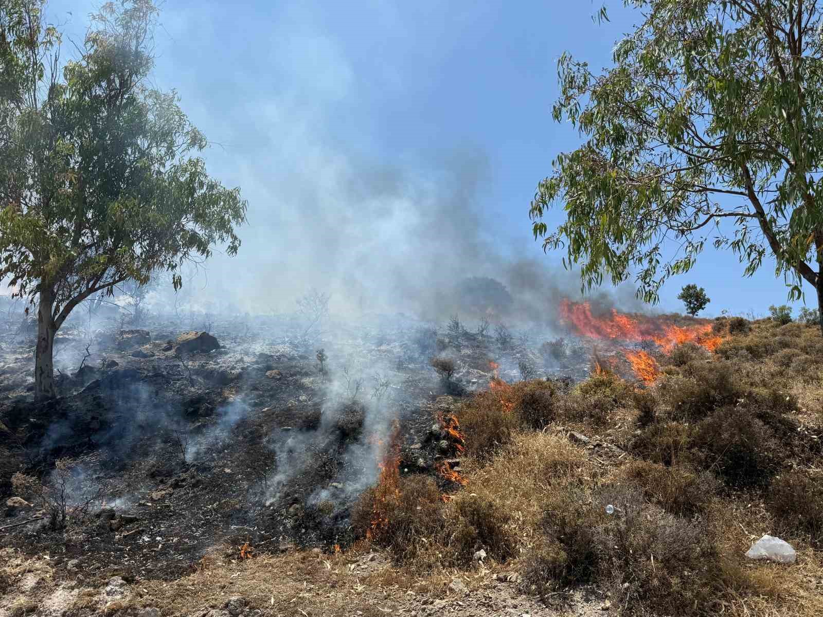 Muğla’nın Bodrum ilçesinde makilik