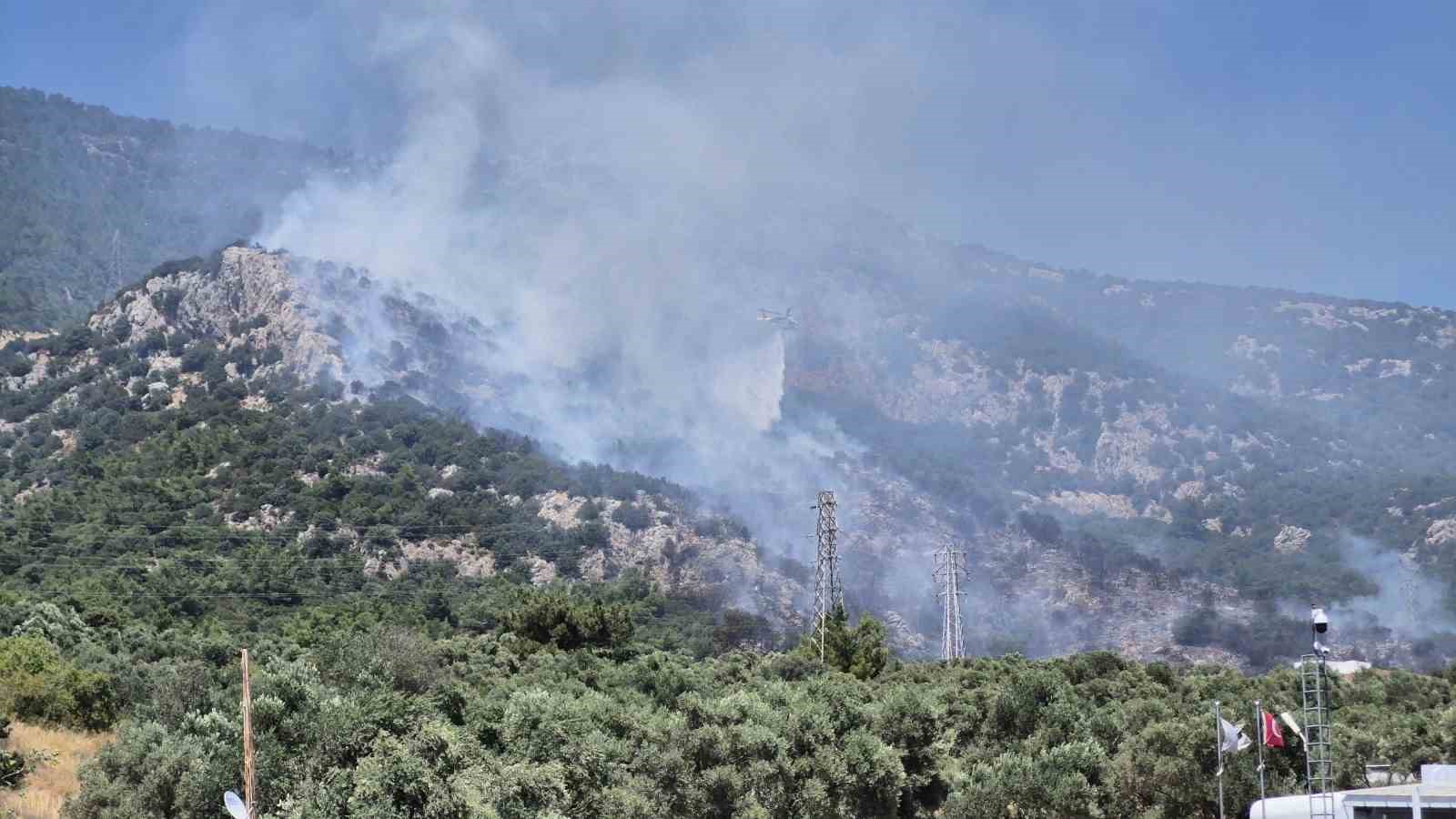 Muğla’nın Bodrum ilçesinde makilik