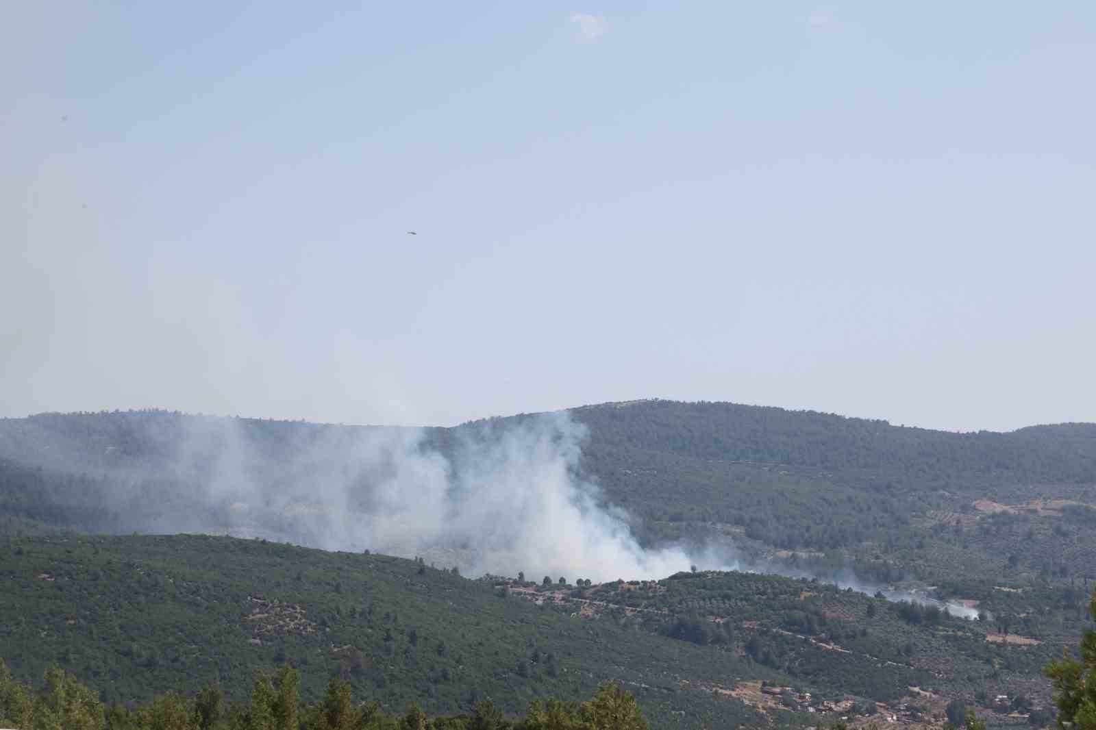 Muğla’nın Menteşesinde zeytinlik alanda