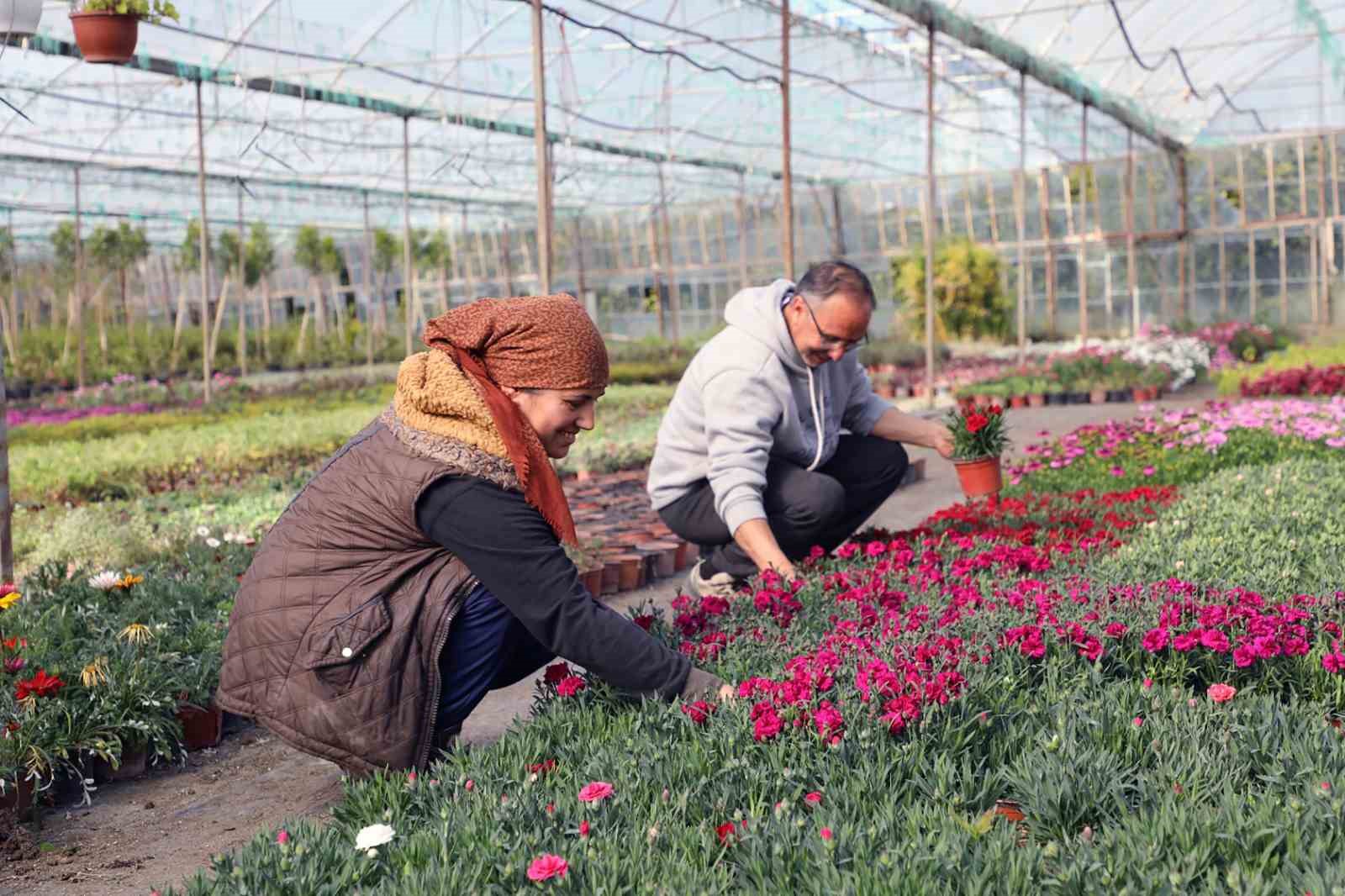 27 milyon 300 bin adet çiçek üretimi gerçekleştirildi Muğla Büyükşehir Belediyesi tarafından