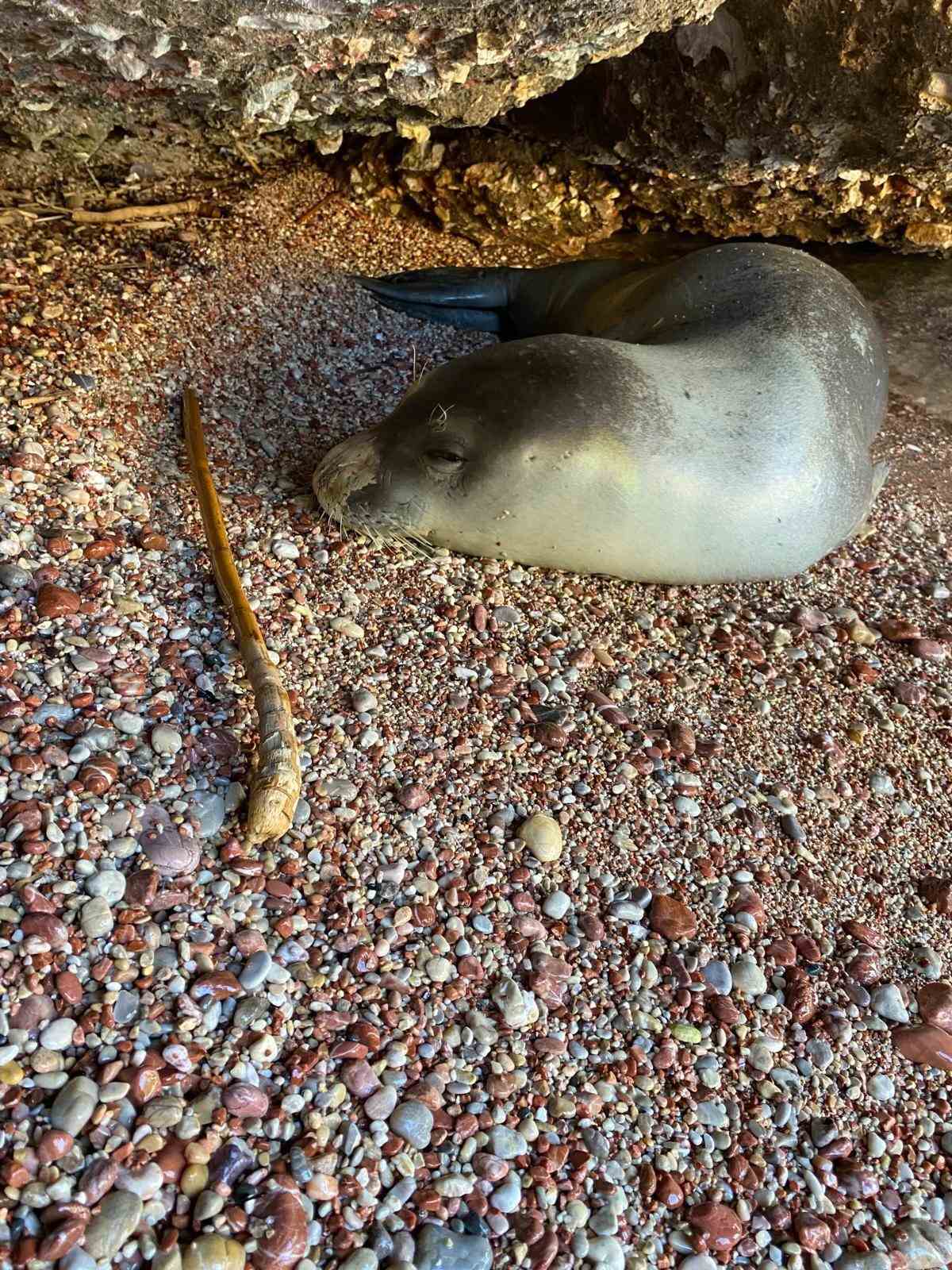Muğla’nın Datça ilçesinde karaya